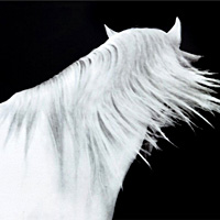 White Horse with Flowing Mane