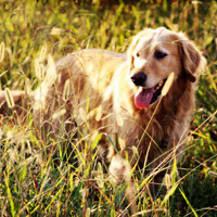 Golden Retriever in high grass